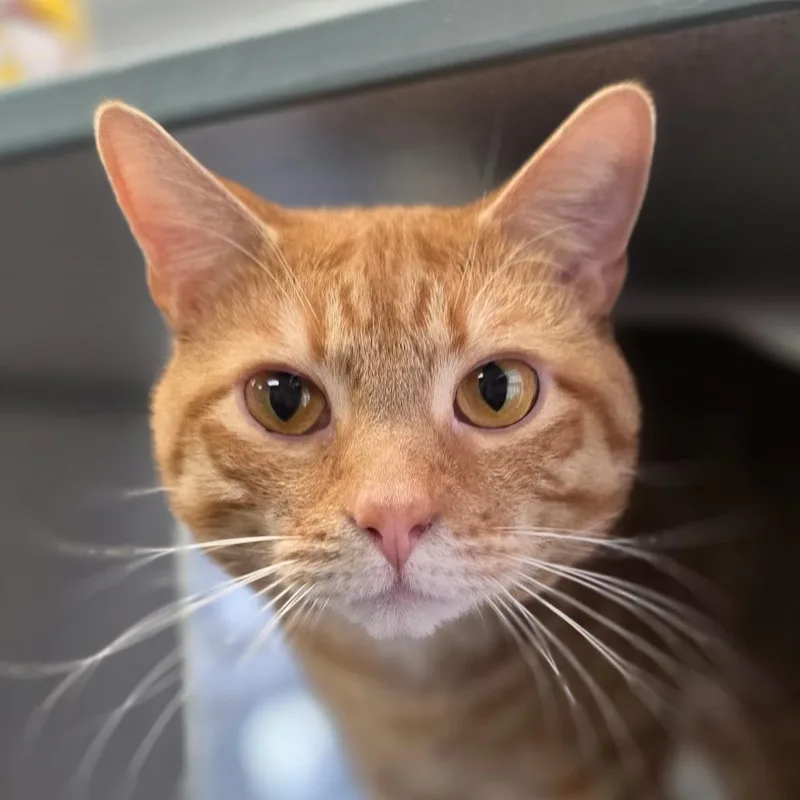 An adult large-sized male Orange / Red Domestic Short Hair cat named Kevin for adoption in Huntsville, AL