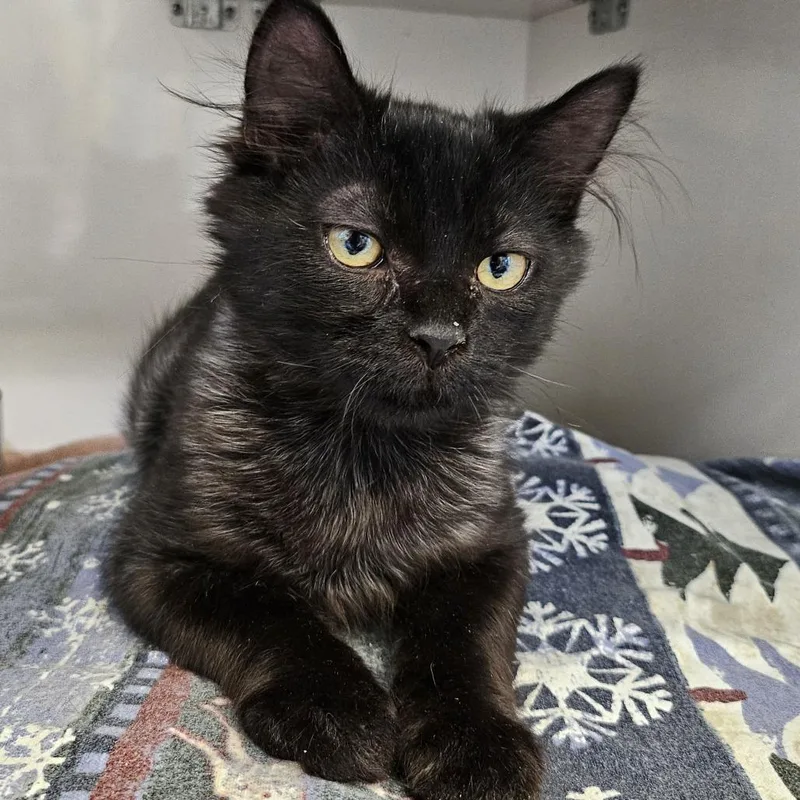 A young large-sized male Black Domestic Medium Hair cat named Astro for adoption in Redwood City, CA