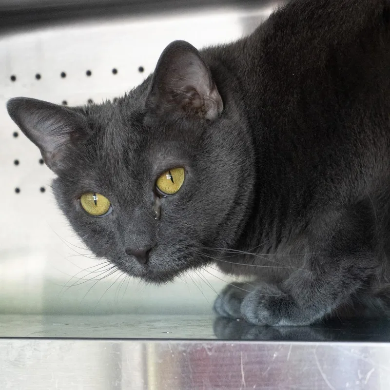 An adult large-sized female Gray / Blue / Silver Domestic Short Hair cat named Scout for adoption in Asheville, NC