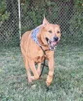 A senior large-sized male German Shepherd Dog dog named Jack for adoption in New Albany, IN