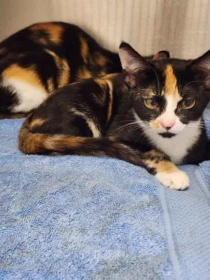 A baby medium-sized female Domestic Short Hair cat named Cloud for adoption in Chatsworth, CA