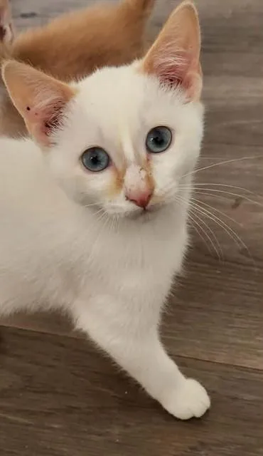 A baby small-sized female Domestic Short Hair cat named Butter for adoption in Lees Summit, MO