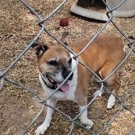 A senior medium-sized male Brown / Chocolate Boxer dog named Ruckus for adoption in Spring Hill, KS