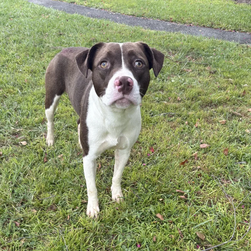 A young medium-sized female Brown / Chocolate Pit Bull Terrier dog named Elana for adoption in Valdosta, GA