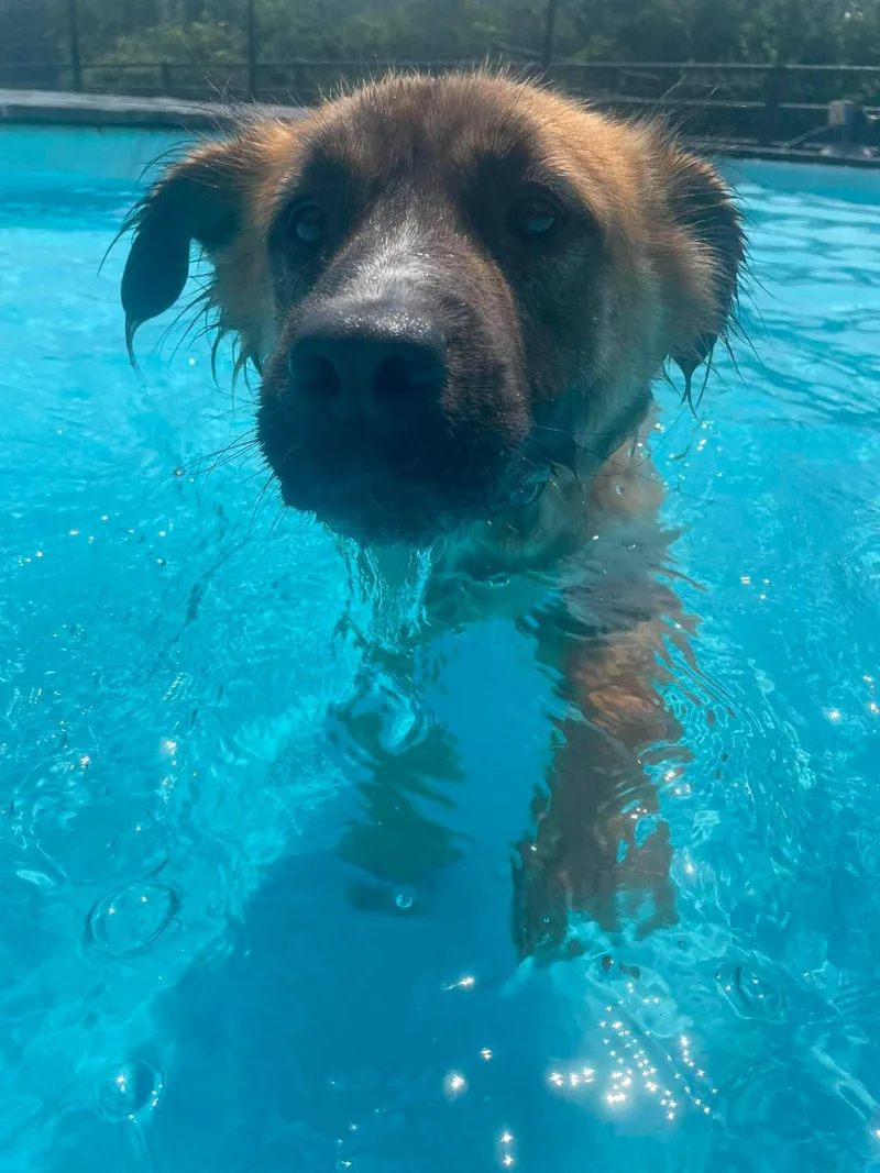 A young medium-sized male Golden German Shepherd Dog dog named Spud for adoption in Richmond, KY