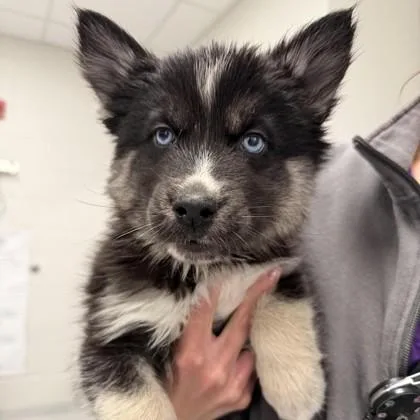 A baby large-sized male Siberian Husky dog named Meatball for adoption in Wheaton, IL