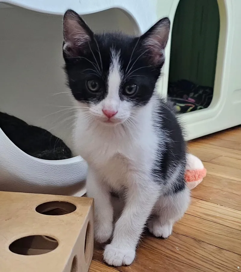 A baby small-sized male Black & White / Tuxedo Domestic Short Hair cat named Skittles for adoption in Pittsburgh, PA