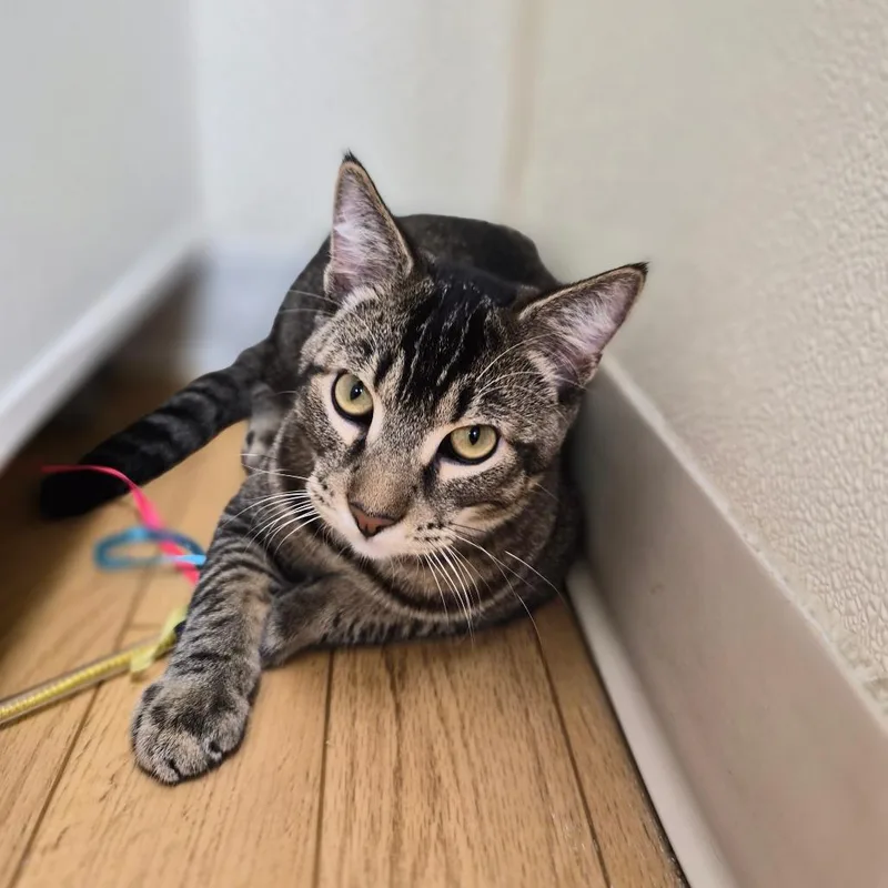 A young medium-sized male Gray / Blue / Silver Domestic Short Hair cat named Rory for adoption in Woodstock, IL