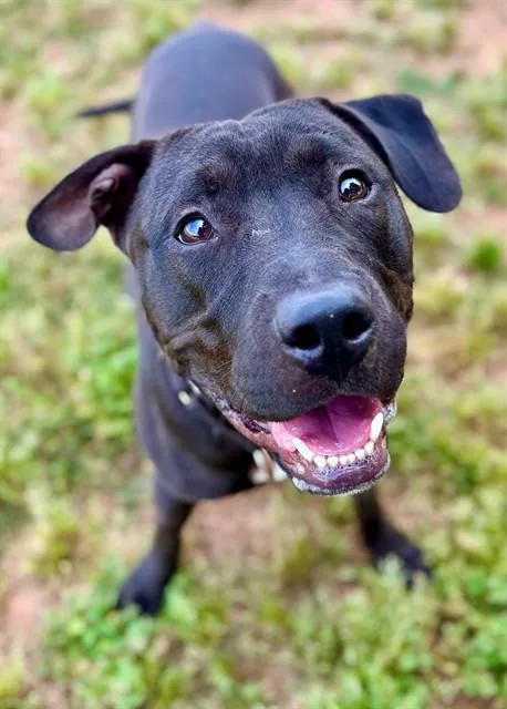 A young medium-sized male American Staffordshire Terrier dog named Trevor for adoption in York, SC