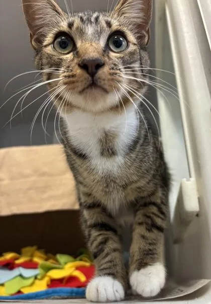 An adult small-sized male Domestic Short Hair cat named Oscar for adoption in Cumming, GA