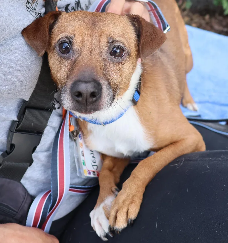 A young small-sized male Chihuahua dog named Eddie for adoption in Harrison, NY