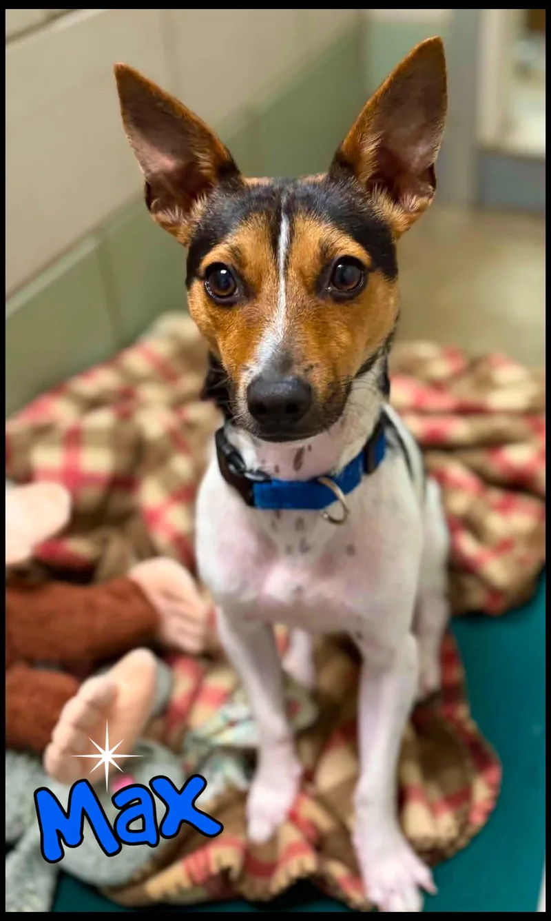A young small-sized male Fox Terrier dog named Max for adoption in Shippenville, PA