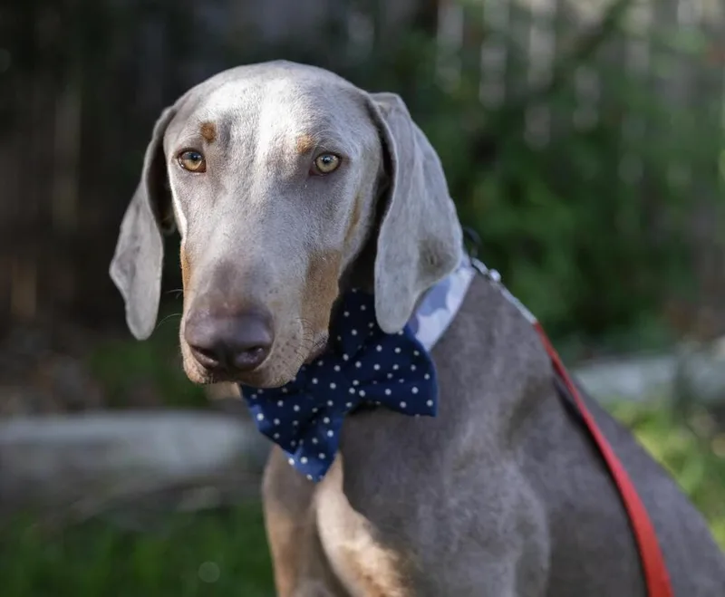A young large-sized male Doberman Pinscher dog named Pharaoh for adoption in Pflugerville, TX