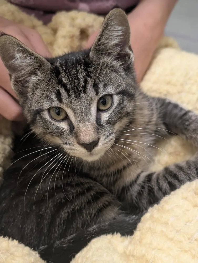 A baby small-sized male Domestic Short Hair cat named Tiger for adoption in Orlando, FL