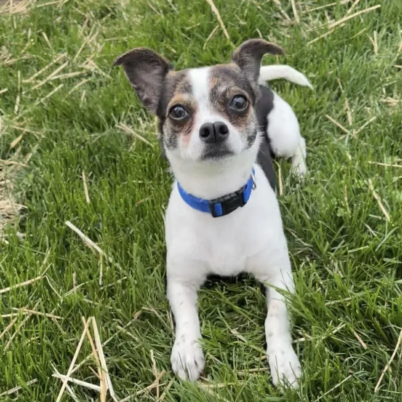 A young small-sized female Chihuahua dog named Girly for adoption in Valparaiso, IN