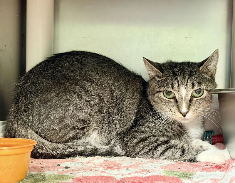 An adult medium-sized female Tabby (Gray / Blue / Silver) Domestic Short Hair cat named Mama Justice for adoption in Amherst, VA
