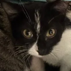 A baby small-sized male Domestic Short Hair cat named Bogey for adoption in Edwardsville, IL