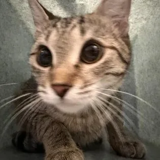 An adult medium-sized female Black Domestic Short Hair cat named Candi for adoption in Rapid City, SD