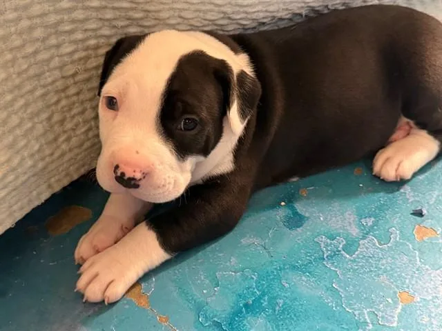 A baby small-sized female Pit Bull Terrier dog named Puddle for adoption in Tucson, AZ