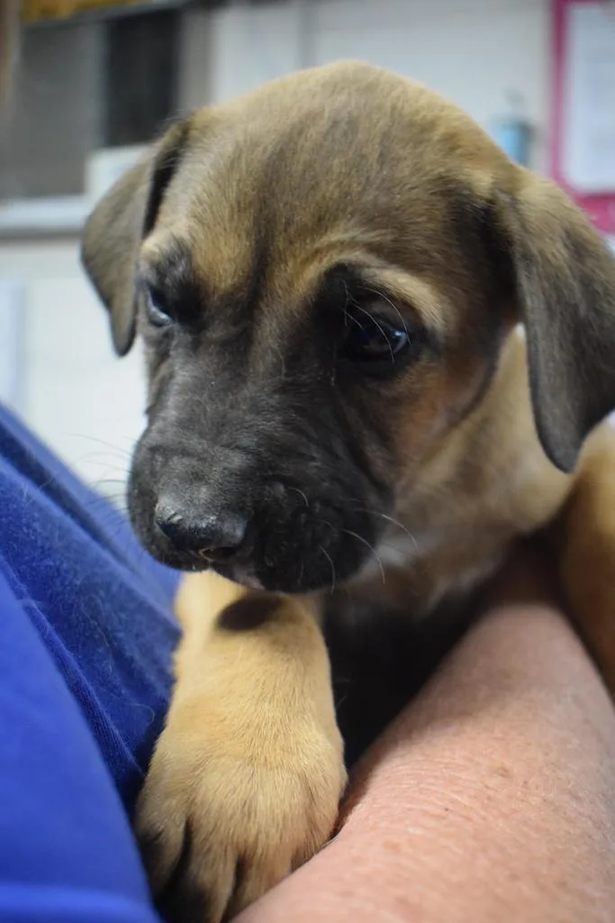 A baby medium-sized male American Bulldog dog named Bruiser for adoption in Pahrump, NV