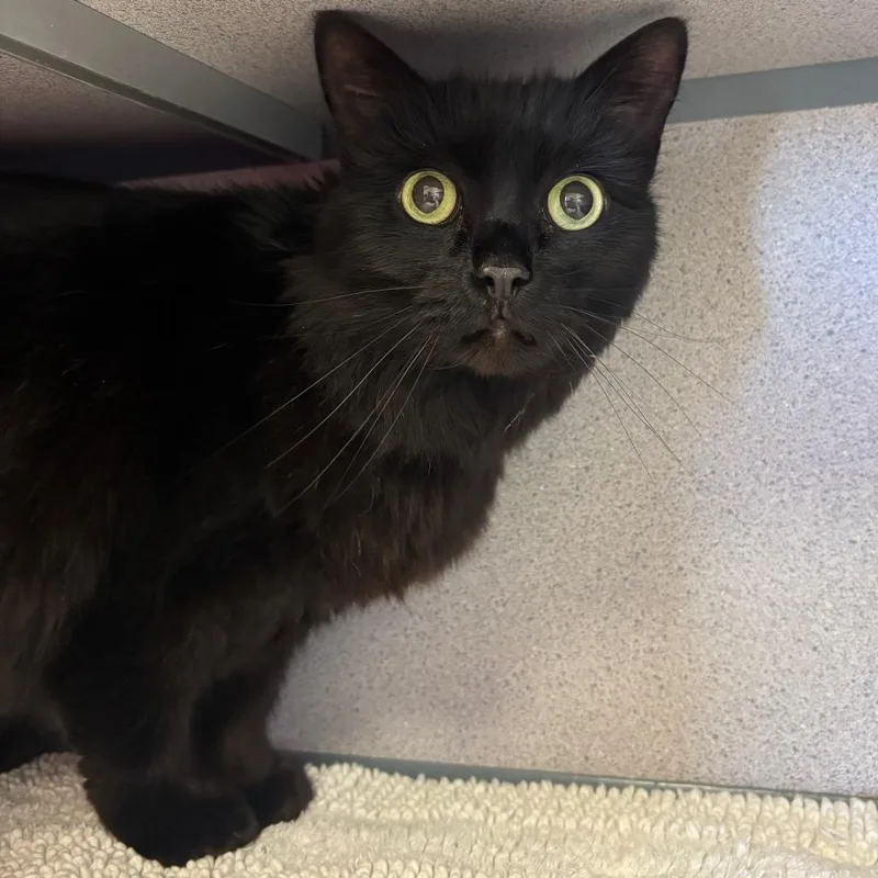 A senior medium-sized female Black Domestic Short Hair cat named Meowly for adoption in Santa Barbara, CA