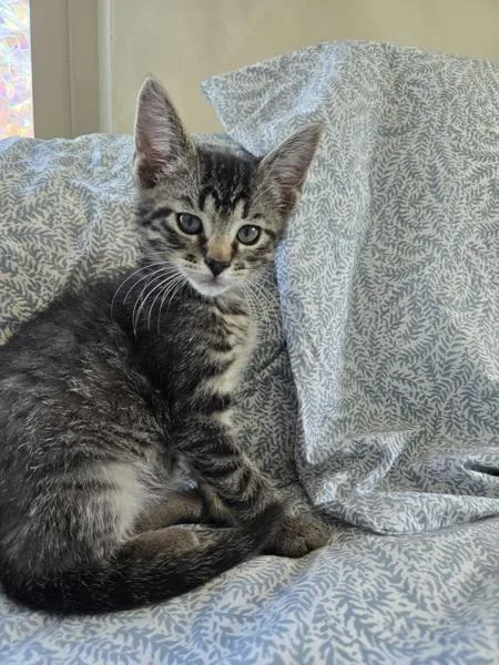 A baby small-sized male Domestic Short Hair cat named Paul for adoption in Salt Lake City, UT