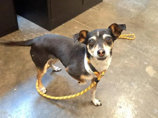 An adult small-sized female Chihuahua dog named Twirl for adoption in Phoenix, AZ