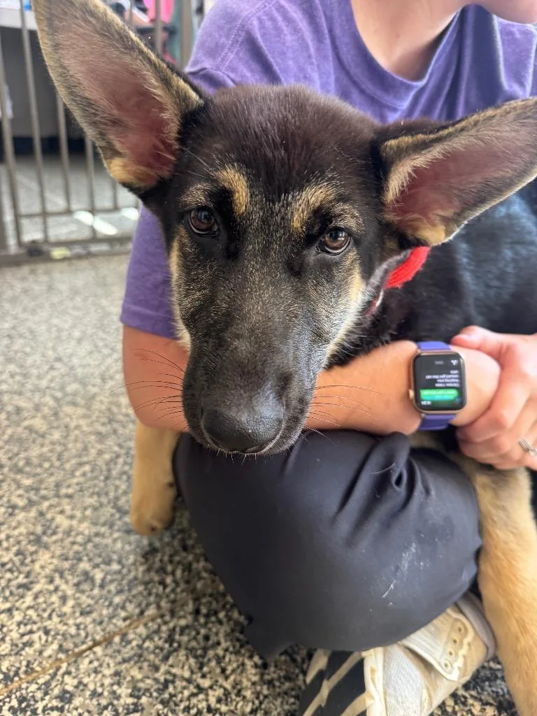 A baby large-sized female Mixed Breed dog named Nova for adoption in Columbia, TN