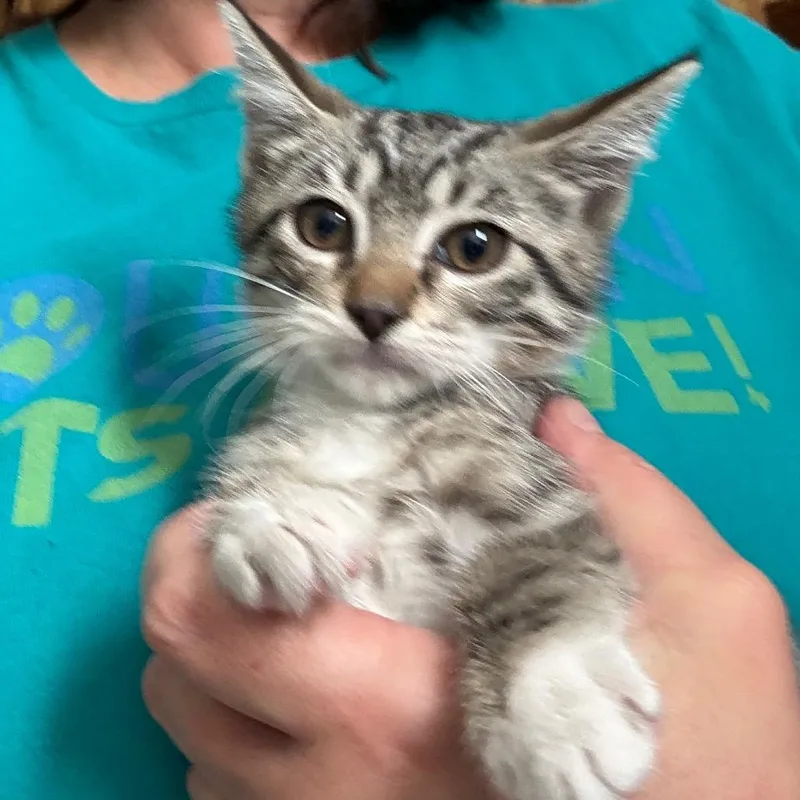 A baby small-sized male Brown / Chocolate Domestic Short Hair cat named Austin for adoption in Houston, TX