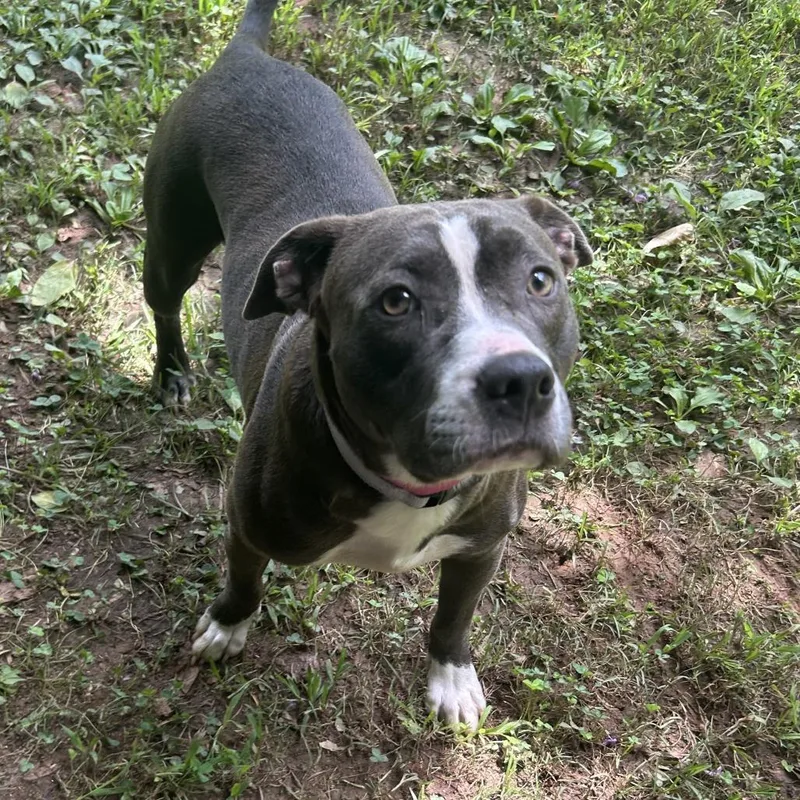 An adult medium-sized female Gray / Blue / Silver Mixed Breed dog named Gracie for adoption in Auburn, AL