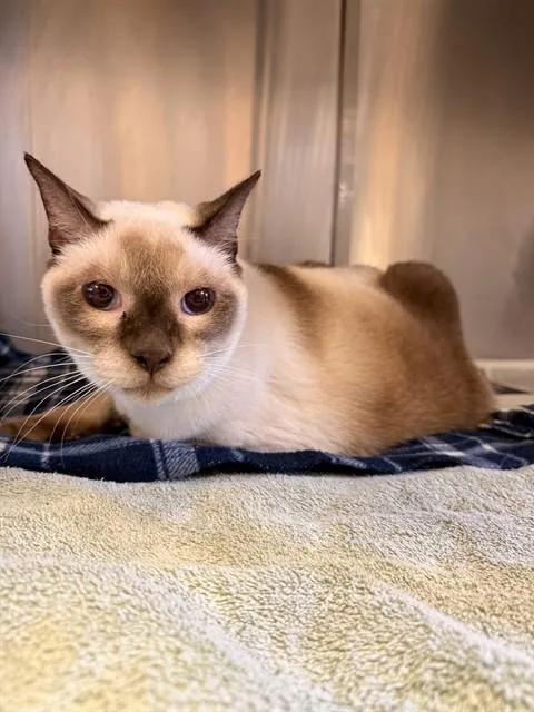 A senior large-sized male Siamese cat named Master Po for adoption in Castaic, CA