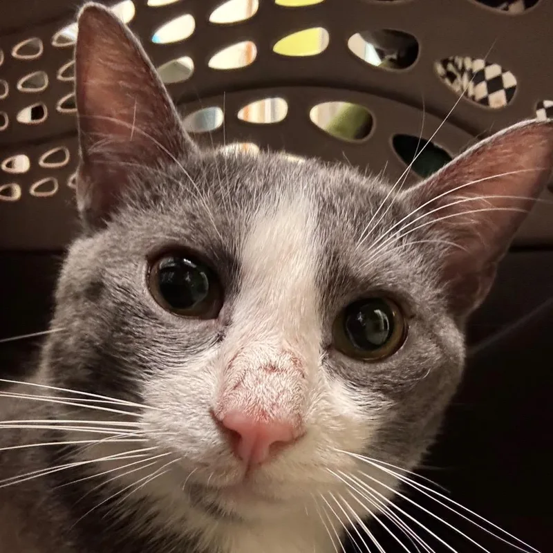 An adult medium-sized male Gray / Blue / Silver Domestic Short Hair cat named Oberon for adoption in Lynchburg, VA
