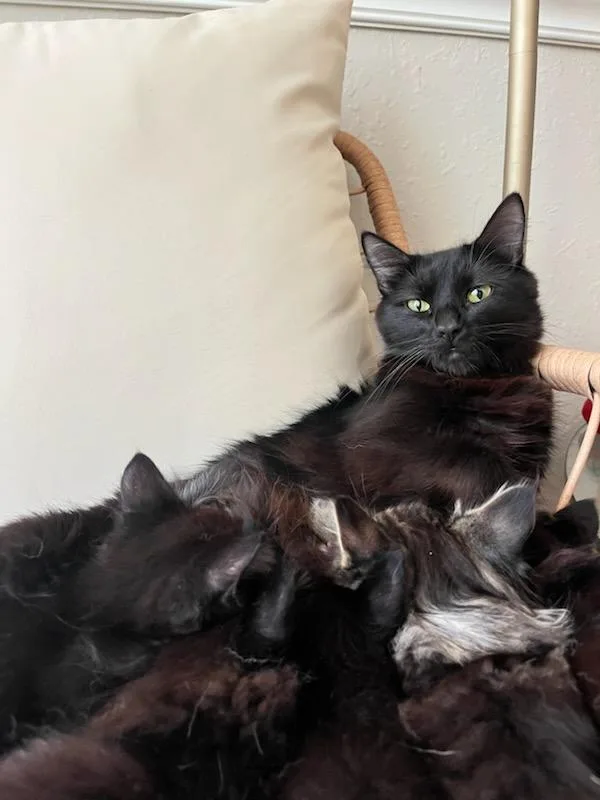 An adult medium-sized female Domestic Short Hair cat named Phoebe for adoption in Tampa, FL