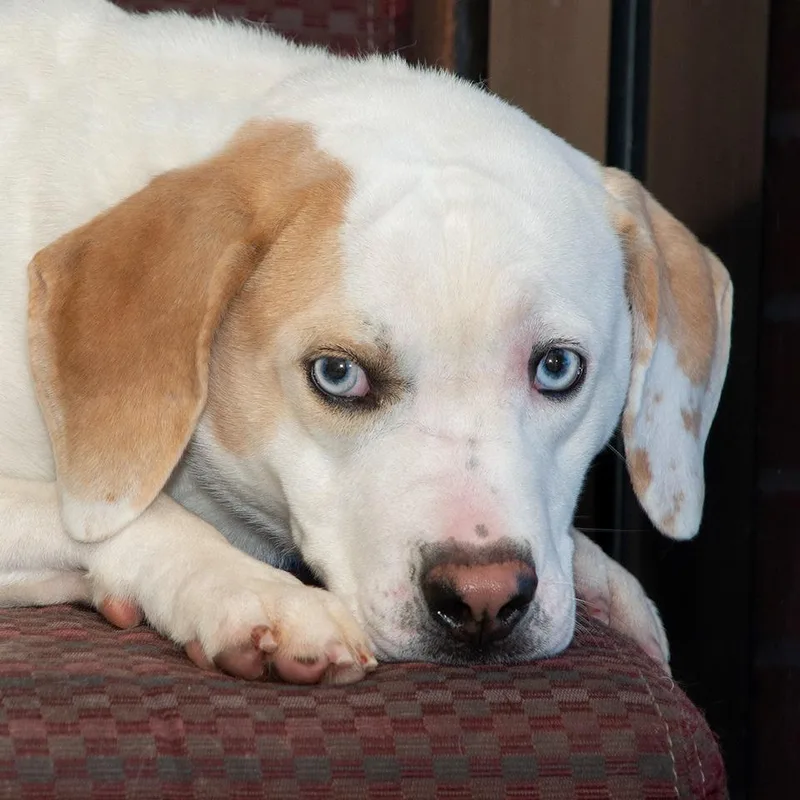 A baby medium-sized male Beagle dog named Iceberg for adoption in Troy, OH