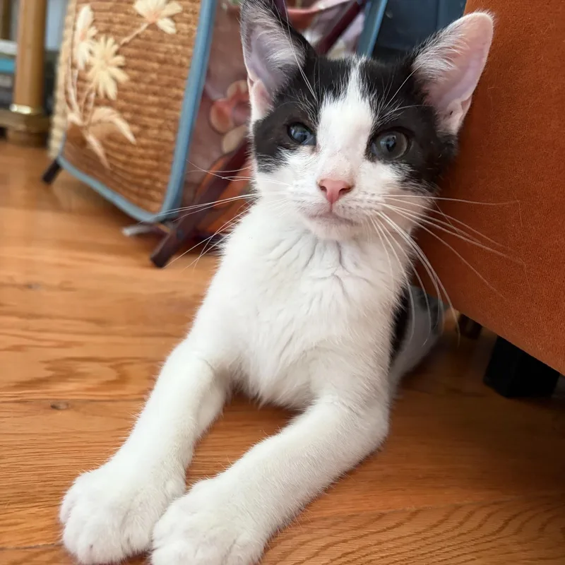 A baby medium-sized male Black & White / Tuxedo Domestic Short Hair cat named Circle K for adoption in Jersey City, NJ