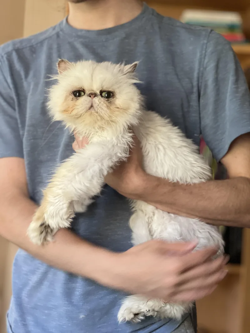 A young small-sized male Gray / Blue / Silver Persian cat named Orion for adoption in valparaiso, IN