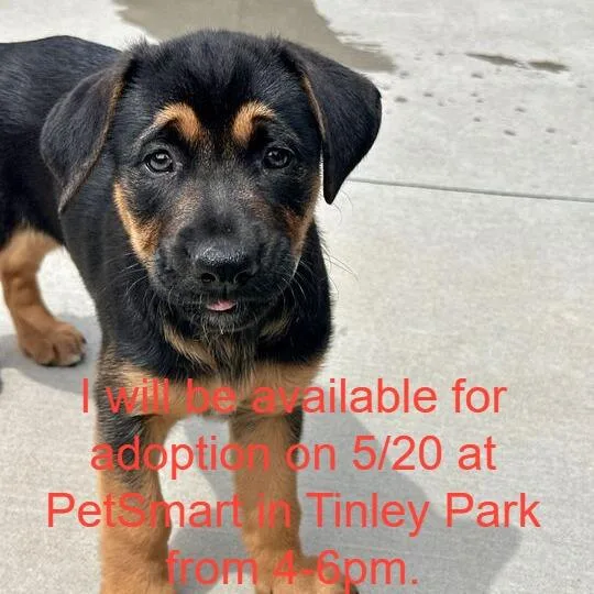 A baby small-sized male Black Mixed Breed dog named Sputnik for adoption in Matteson, IL