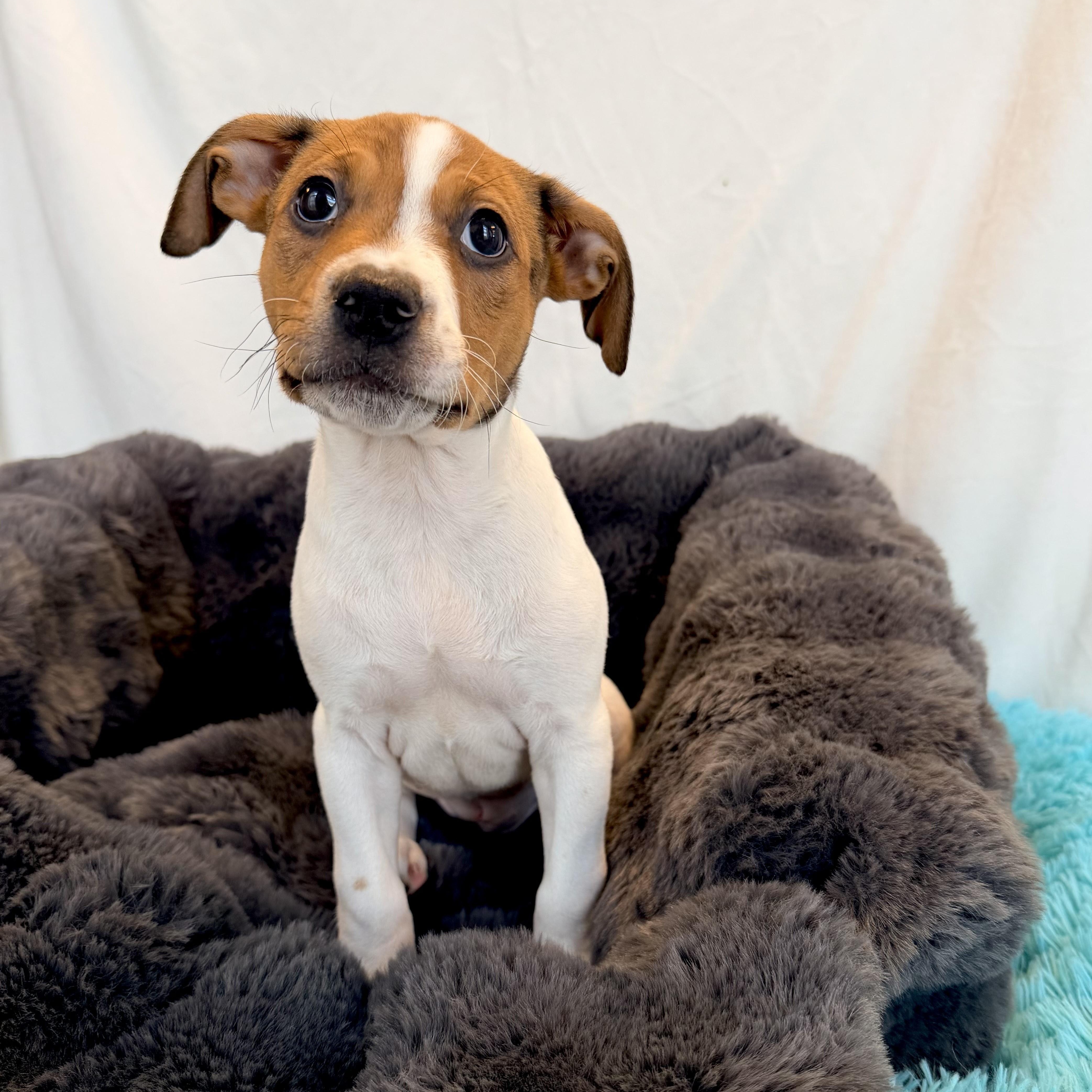 Sweet Dee thumbnail 2