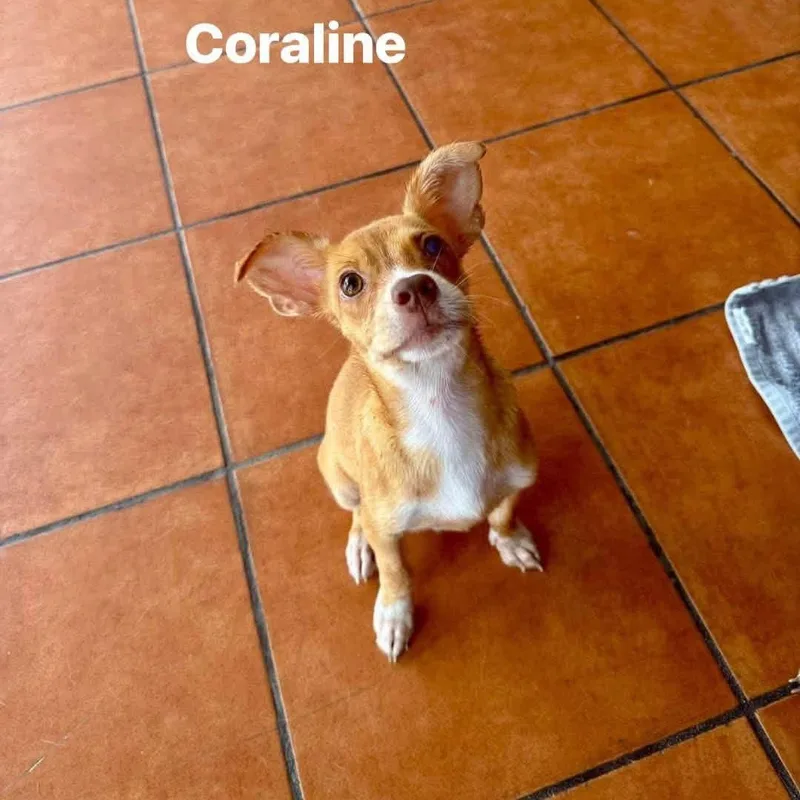 Coraline thumbnail 3