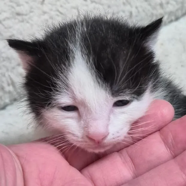 A baby small-sized female Black Domestic Short Hair cat named Dora for adoption in Layton, UT