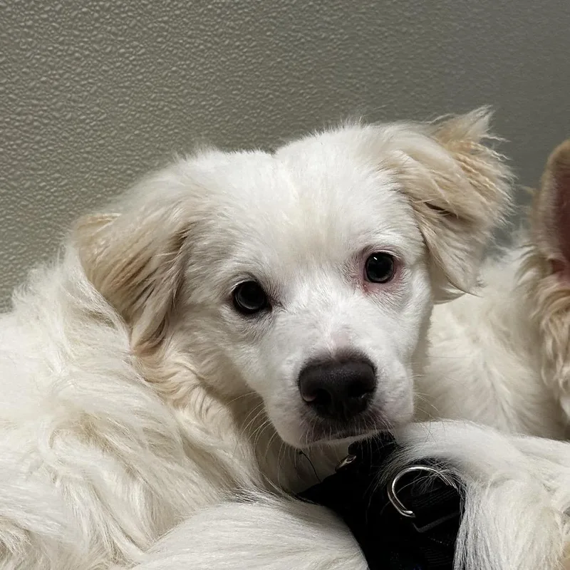 A baby small-sized male White / Cream Mixed Breed dog named Kewpie for adoption in Hinsdale, IL