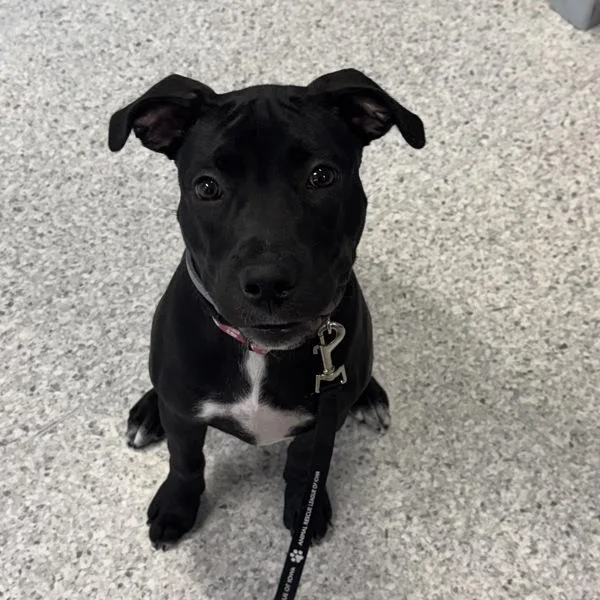 Kona