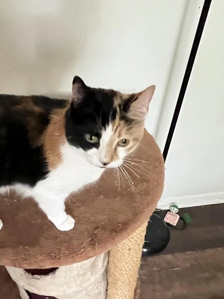 A senior medium-sized female Calico cat named Callie for adoption in Palatine, IL