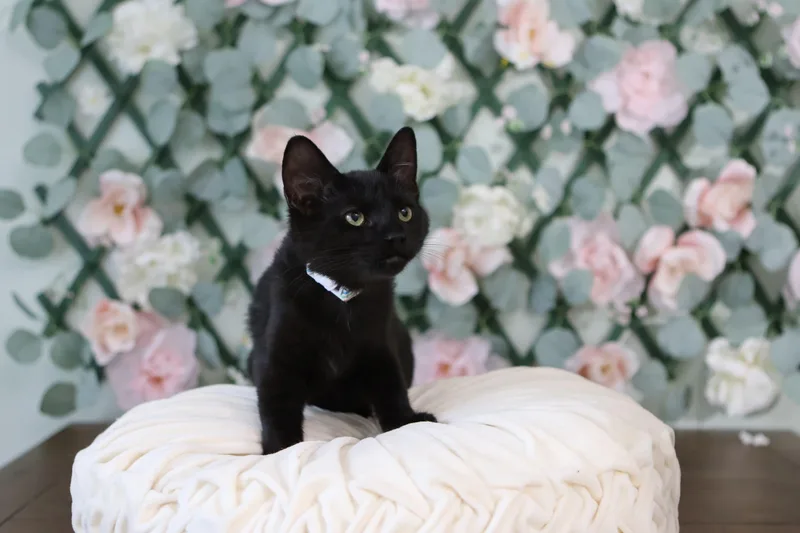 Nutcracker thumbnail 2