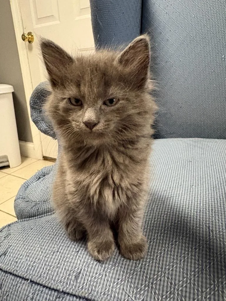 A baby small-sized male Domestic Medium Hair cat named Tristin for adoption in Ballwin, MO