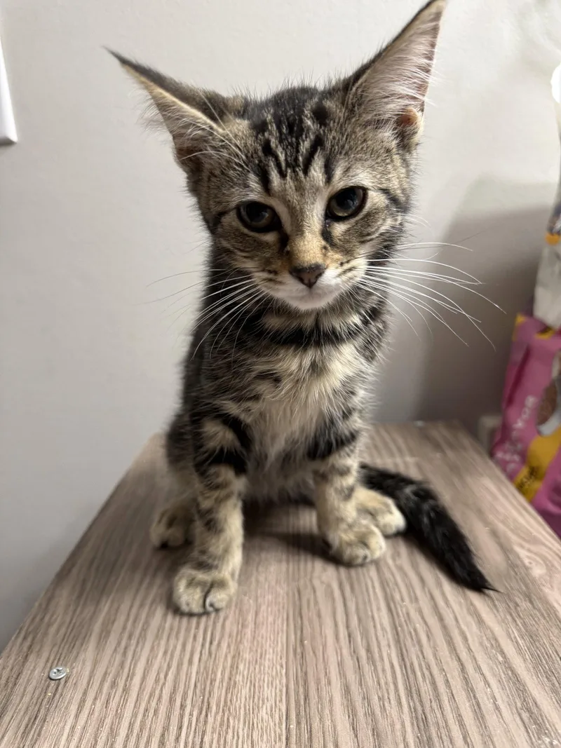 A baby medium-sized female Tabby cat named Ruby for adoption in Georgetown, KY