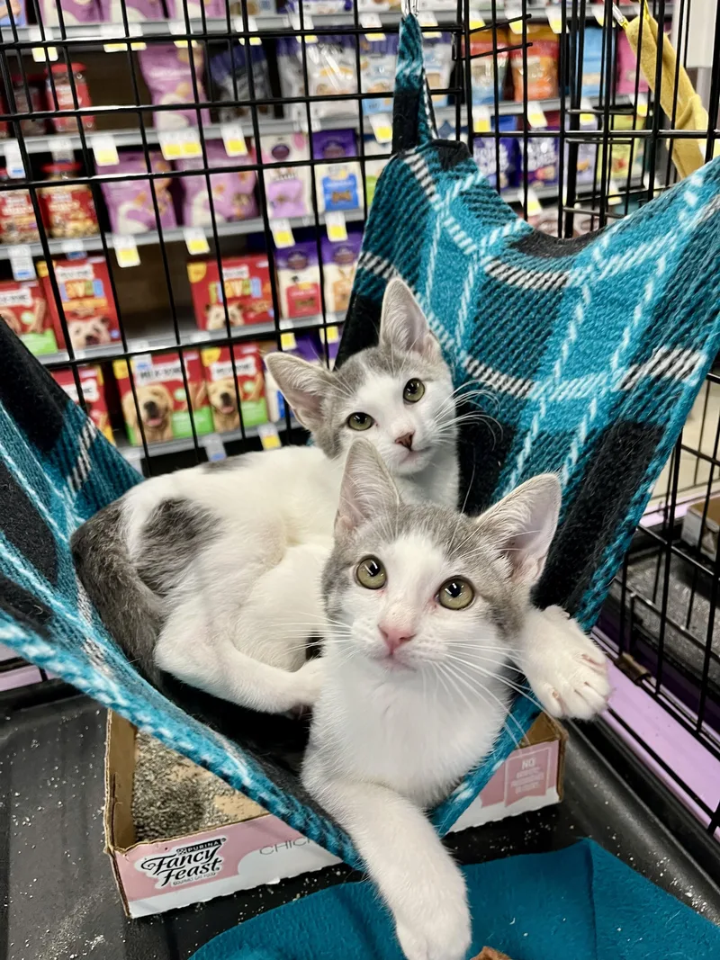 A baby small-sized male Domestic Short Hair cat named Ace and Jettie for adoption in Schertz, TX
