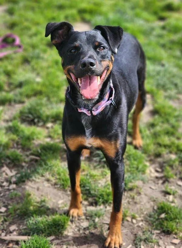 An adult large-sized female Rottweiler dog named Sadie for adoption in Salem, OR
