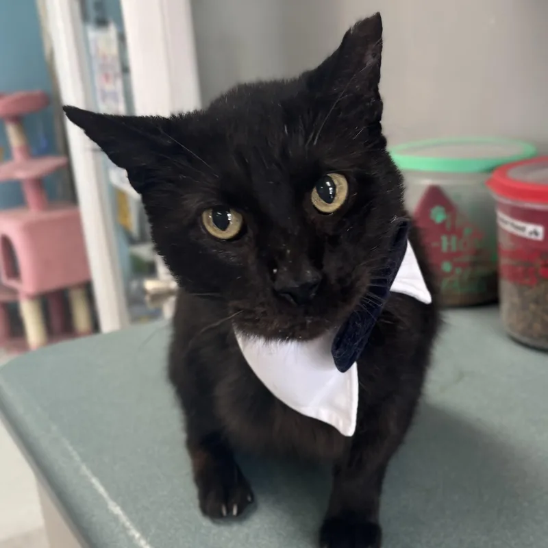 An adult medium-sized male Black Domestic Short Hair cat named Triceratops for adoption in Bardstown, KY