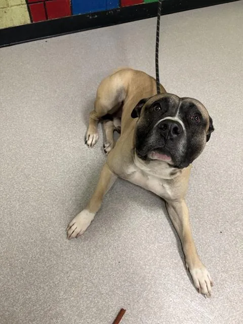 An adult medium-sized male Boxer dog named Max for adoption in Indianapolis, IN
